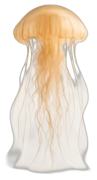 Bild som visar medusa